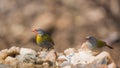 Green winged Pytilia in Kruger National park, South Africa Royalty Free Stock Photo