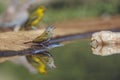 Green winged Pytilia in Kruger National park, South Africa Royalty Free Stock Photo