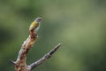 Green winged Pytilia in Kruger National park, South Africa Royalty Free Stock Photo