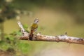 Green winged Pytilia in Kruger National park, South Africa Royalty Free Stock Photo