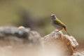 Green winged Pytilia in Kruger National park, South Africa Royalty Free Stock Photo