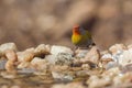 Green winged Pytilia in Kruger National park, South Africa Royalty Free Stock Photo