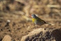 Green winged Pytilia in Kruger National park, South Africa Royalty Free Stock Photo