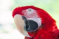 Green-Winged Red Macaw Parrot Portrait