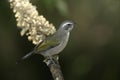 Green-winged saltator, Saltator similis Royalty Free Stock Photo