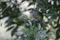 Green-winged saltator, Saltator similis Royalty Free Stock Photo