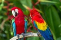 Green-Winged and Scarlet macaws in the nature Royalty Free Stock Photo