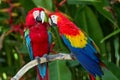 Green-Winged and Scarlet macaws in the nature Royalty Free Stock Photo