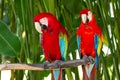 Green-Winged and Scarlet macaws in the nature Royalty Free Stock Photo