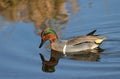 Green Winged Teal Royalty Free Stock Photo