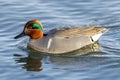 Green-winged teal adult breeding male swimming