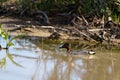 Green-winged Teal, Anas crecca