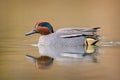 Green-winged Teal - Anas crecca Royalty Free Stock Photo