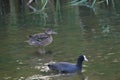 Green-winged Teal and Common Coot Royalty Free Stock Photo