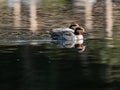 Green winged teal duck flock on Izumi pond 2