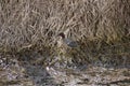 A green winged teal duck standing on the side of a ditch