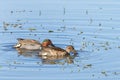 Green winged teal ducks, male and female searching for food on a lake