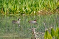 Green-winged teal ducks