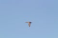 Green-winged teal Flying in a Blue Sky Royalty Free Stock Photo