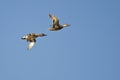 Green-Winged Teal Flying in a Blue Sky Royalty Free Stock Photo