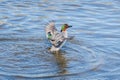 A Green-winged teal in a pond spreading its wings and splashing around. Royalty Free Stock Photo