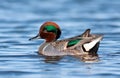 Green Winged Teal Portrait Royalty Free Stock Photo