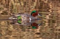 Green Winged Teal Reflections Royalty Free Stock Photo