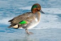 Green-winged Teal - Anas carolinensis