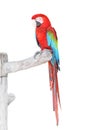 Green Wings Macaw with clipping path Royalty Free Stock Photo
