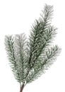 Green winter Christmas spruce tree branch fir tree in snow isolated on white background Royalty Free Stock Photo