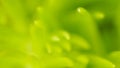 Green winter plant macro soft focus, abstract nature background Royalty Free Stock Photo