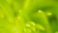 Green winter plant macro soft focus, abstract nature background Royalty Free Stock Photo