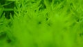 Green winter plant macro soft focus, abstract nature background Royalty Free Stock Photo