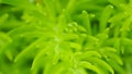 Green winter plant macro soft focus, abstract nature background Royalty Free Stock Photo