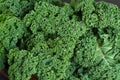 Green winter superfood - Kale green cabbage,