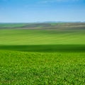 green winter wheat field, agrarian land
