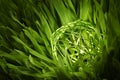 Green wire orb in meadow