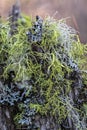 Green Wolf Lichen