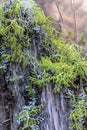 Green Wolf Lichen
