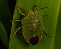 Green wood bug Palomena prasina Royalty Free Stock Photo