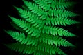 Green wood fern leaf details on black background - Dryopteris filix-mas Royalty Free Stock Photo