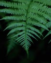 Green wood fern leaf details on dark background - Dryopteris filix-mas Royalty Free Stock Photo