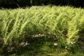 Green wood ferns at John Hay National Wildlife Refuge