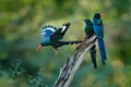 Green Wood hoopoe Phoeniculus purpureus, bird family in the nature habitat. Animals sitting in the tree trunk, one bird fly. Wil