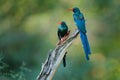 Green Wood hoopoe, Phoeniculus purpureus, bird family in the nature habitat. Animals sitting in the tree trunk. Wildlife scene fro