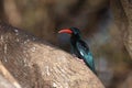 The green wood hoopoe Phoeniculus purpureus sits on a large branch of a huge tree. Blue-green bird with a red beak on a brown