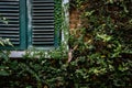 green wood louver window near brick wall covering with mexican d