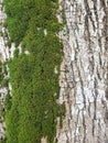 Green Wood Moss