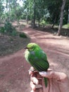 Green wood pecker