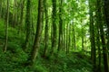 green trees forest as natural environement